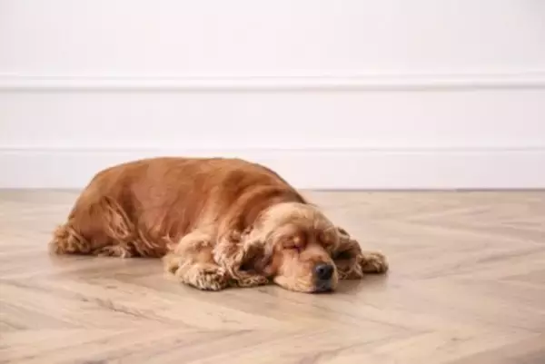 愛犬がなんだか臭う…？体臭の原因と、お家でできる簡単ニオイ対策【獣医師執筆】