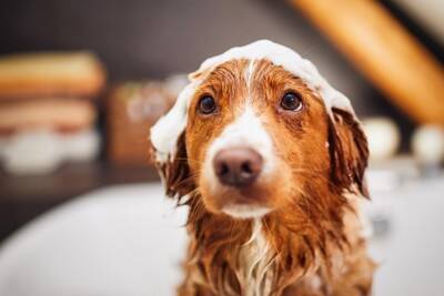 愛犬がなんだか臭う…？体臭の原因と、お家でできる簡単ニオイ対策【獣医師執筆】