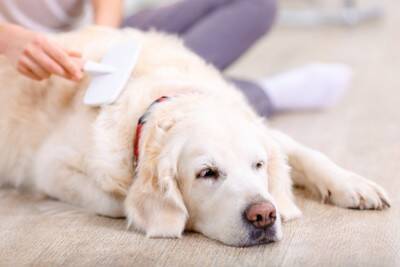 愛犬がなんだか臭う…？体臭の原因と、お家でできる簡単ニオイ対策【獣医師執筆】