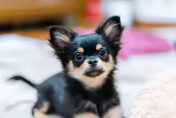 『小さくて飼いやすい』犬種7選　体が小さいワンコが人気なワケや飼育の注意点まで解説