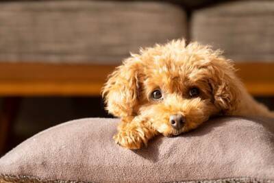 『小さくて飼いやすい』犬種7選　体が小さいワンコが人気なワケや飼育の注意点まで解説