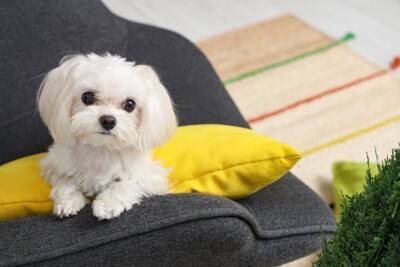 『小さくて飼いやすい』犬種7選　体が小さいワンコが人気なワケや飼育の注意点まで解説