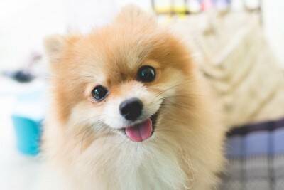『小さくて飼いやすい』犬種7選　体が小さいワンコが人気なワケや飼育の注意点まで解説