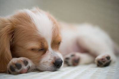 『小さくて飼いやすい』犬種7選　体が小さいワンコが人気なワケや飼育の注意点まで解説