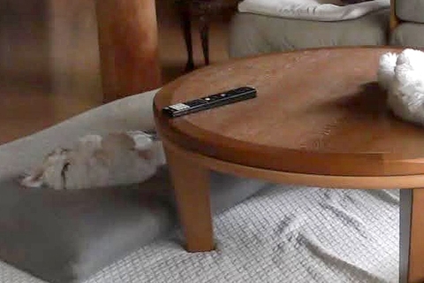 仕事中、留守番中の犬をカメラで確認→『寂しがっていないかな』と心配していたら…まさかの光景に1万いいね「ぬいぐるみかとｗ」「可愛くて草」