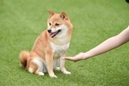 犬が『お手』をしてくれない3つの理由　指示の意味を忘れてしまったの？教えるための手順まで