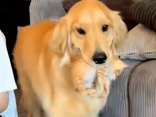 赤ちゃん猫が大好きな大型犬→来客があった時に…まるで『母親』のような行動が151万再生「うちの子可愛いマウントｗ」「優しいお顔」と反響