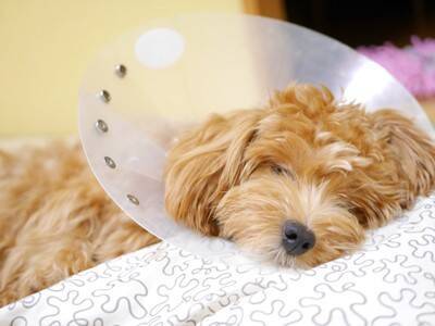 犬を『運動させてはいけない』タイミング5選　日常生活で気をつけるべきことや体に与える悪影響まで