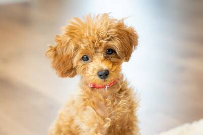 犬が『自信を失くしている』ときに見せるサイン3選　愛犬のプライドを傷つける飼い主のNG行為まで