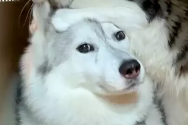 子猫の面倒を見るシベリアンハスキー→完全に距離感がバグっている光景が53万再生「愛が強すぎるｗ」「犬が何コレって顔してて草」と爆笑の声