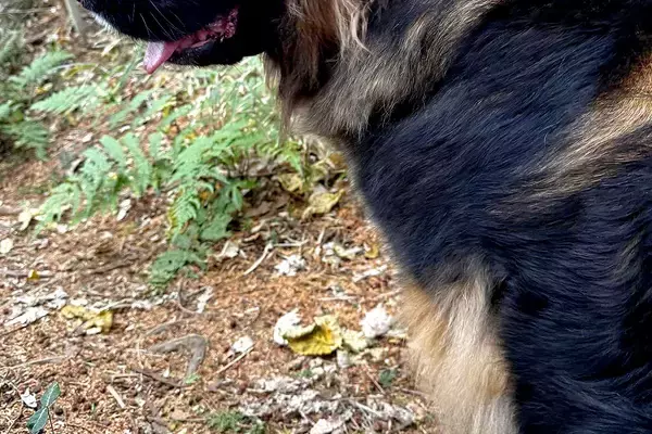 山で散歩中、おじいさんに『熊だ！』と叫ばれて…『思わず二度見する光景』に3万5000いいね集まる「確かに見えるｗｗ」「お互いびっくり」