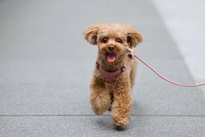犬の散歩で絶対やってはいけない『NG行為』7つ　他者を巻き込むトラブルや事故の要因とは？