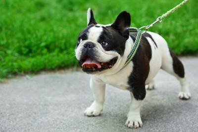犬の散歩で絶対やってはいけない『NG行為』7つ　他者を巻き込むトラブルや事故の要因とは？