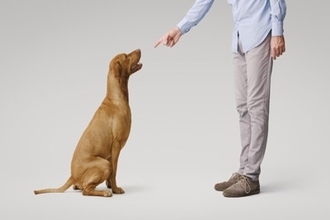 犬の『ベテラン飼い主』が絶対にしないこと4選　知っておくと役立つお世話やしつけのコツまで