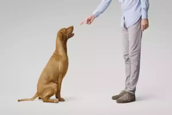 犬の『ベテラン飼い主』が絶対にしないこと4選　知っておくと役立つお世話やしつけのコツまで