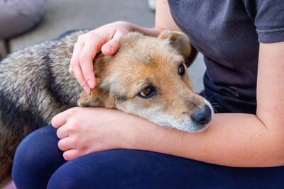 犬が飼い主を『慰めている』ときにみせるサイン5つ　落ち込んでいるのが分かるの？