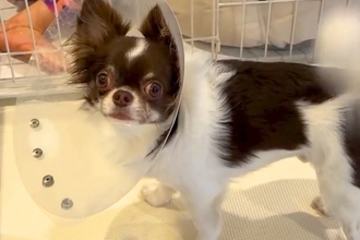 夕飯の準備中、犬が『ママきて！』と訴えていたので見に行くと→なぜか女の子が…『まさかの光景』が45万再生「一生懸命でたまらん」「笑った」