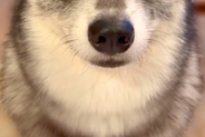 スマホをいじっていたら『スマホを見るな、俺を見ろ』と犬が圧をかけてきて…絶対に構うしかない光景が61万再生「可愛くて直視できないｗ」
