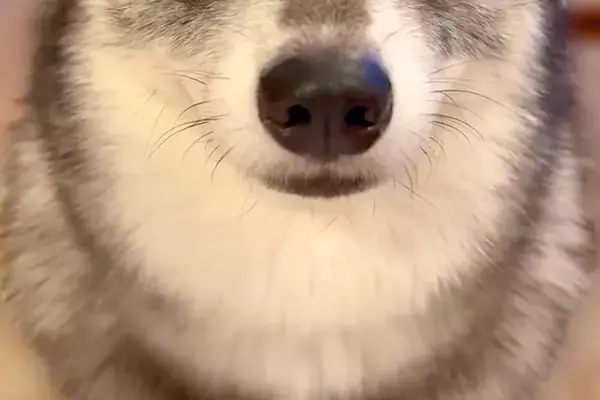 スマホをいじっていたら『スマホを見るな、俺を見ろ』と犬が圧をかけてきて…絶対に構うしかない光景が61万再生「可愛くて直視できないｗ」