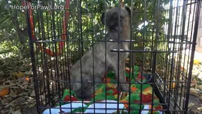 途方に暮れていた小さな犬を保護！シッポを追ってぐるぐるしていたのには衝撃的な理由が…