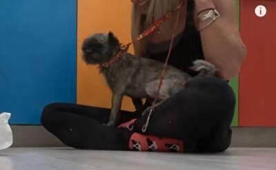 途方に暮れていた小さな犬を保護！シッポを追ってぐるぐるしていたのには衝撃的な理由が…