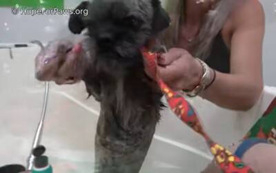 途方に暮れていた小さな犬を保護！シッポを追ってぐるぐるしていたのには衝撃的な理由が…