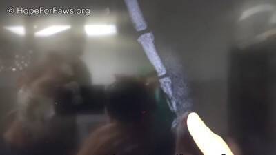 途方に暮れていた小さな犬を保護！シッポを追ってぐるぐるしていたのには衝撃的な理由が…