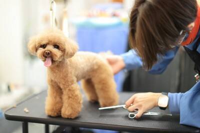 『プリケツな犬種』6選　可愛すぎるおしりをしているワンコの特徴や共通点まで