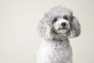 『くるくるの毛』が特徴的な犬種5選　種類別の魅力や飼育するときのコツもご紹介