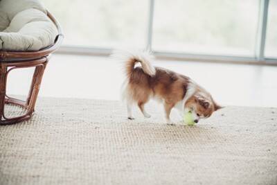 犬におすすめな『4つの室内遊び』外に出なくても運動不足を解消できる？注意点まで