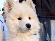 散歩デビューした子犬→道中、先輩犬に吠えられてしまい…咄嗟に見せた『尊い行動』に12万いいね集まる「大きいのにバブみが深い…」と悶絶