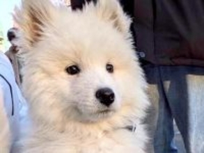 散歩デビューした子犬→道中、先輩犬に吠えられてしまい…咄嗟に見せた『尊い行動』に12万いいね集まる「大きいのにバブみが深い…」と悶絶