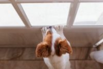 犬が『捨てられた』と勘違いする絶対NG行為４選　愛犬の心にトラウマを植え付けるタブー行動とは？