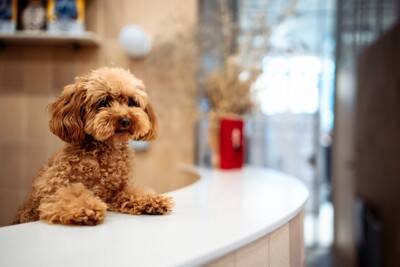 犬が『捨てられた』と勘違いする絶対NG行為４選　愛犬の心にトラウマを植え付けるタブー行動とは？