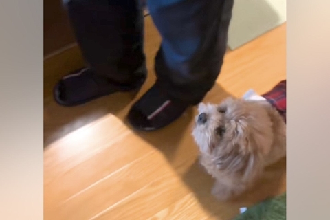 部屋の中を歩くおじいちゃん→犬が隣で『ゆっくり』と…あまりにも尊すぎる『ふたりの歩幅』に反響「守ってる」「足音すら愛おしい」「たまらん」