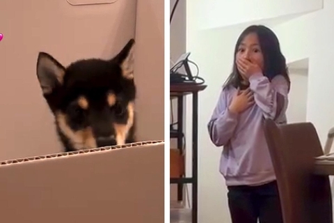 子どもたちに内緒で『子犬を飼った』結果→リビングで気が付いた瞬間…100点満点な『それぞれの反応』に反響「涙ぐんじゃうよね」「可愛すぎ」