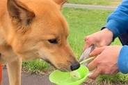 散歩中の犬に水を飲ませると、毎回決まって飼い主に…相思相愛すぎる『まさかの行動』が77万再生「ありがとうって言ってる」「たまらん」と絶賛