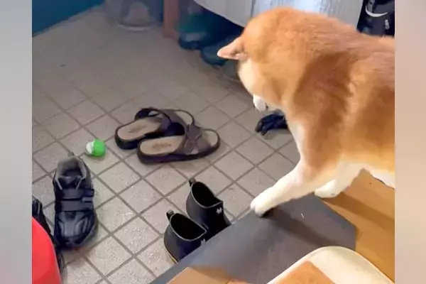 『布を引っ張れば、玄関のおもちゃが取れる』と勘違いしている犬→失敗してしまい…明らかに『絶望する瞬間』が13万再生「想定外だったのねｗ」