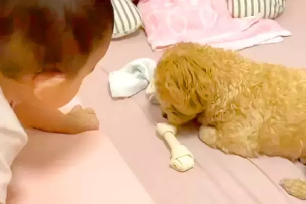 おやつを奪われるとブチギレる犬→なぜか『赤ちゃん』が取ろうとすると…あまりにも違う『まさかの態度』が71万再生「差が凄いｗ」「表情豊か」