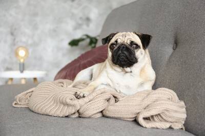 犬がみせる『寂しかった』サイン4選　愛犬の寂しさをやわらげるために飼い主がすべき工夫とは？