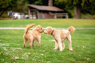 犬にも『恋愛感情』があるの？他の犬や人間に恋をする？好きな相手にみせる行動とは