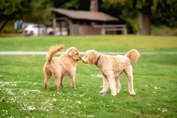 犬にも『恋愛感情』があるの？他の犬や人間に恋をする？好きな相手にみせる行動とは