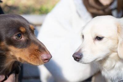 犬にも『恋愛感情』があるの？他の犬や人間に恋をする？好きな相手にみせる行動とは