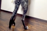 『185センチある大型犬』窓の外を覗こうと、ワンコが立ち上がった結果→衝撃の『デカすぎる光景』が149万再生「イケメン」「圧倒された」