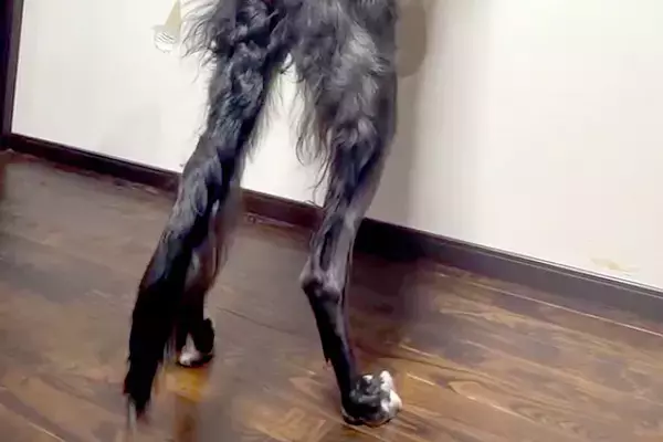 『185センチある大型犬』窓の外を覗こうと、ワンコが立ち上がった結果→衝撃の『デカすぎる光景』が149万再生「イケメン」「圧倒された」