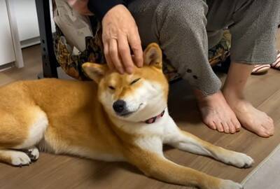 『年の差78歳』犬がおばあちゃんに甘える光景が"まるで赤ちゃん"のようだと10万再生越え「相思相愛で好き」「幸せそう」ほっこりする声続出