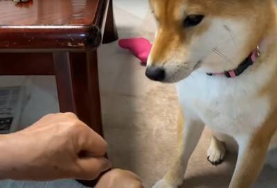 『年の差78歳』犬がおばあちゃんに甘える光景が"まるで赤ちゃん"のようだと10万再生越え「相思相愛で好き」「幸せそう」ほっこりする声続出