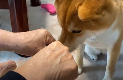 『年の差78歳』犬がおばあちゃんに甘える光景が"まるで赤ちゃん"のようだと10万再生越え「相思相愛で好き」「幸せそう」ほっこりする声続出