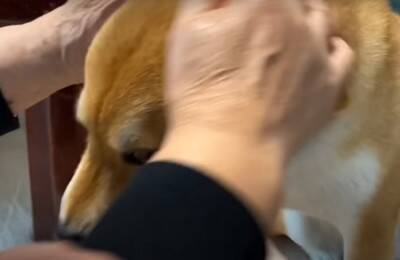 『年の差78歳』犬がおばあちゃんに甘える光景が"まるで赤ちゃん"のようだと10万再生越え「相思相愛で好き」「幸せそう」ほっこりする声続出