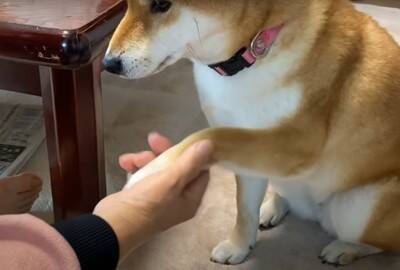 『年の差78歳』犬がおばあちゃんに甘える光景が"まるで赤ちゃん"のようだと10万再生越え「相思相愛で好き」「幸せそう」ほっこりする声続出